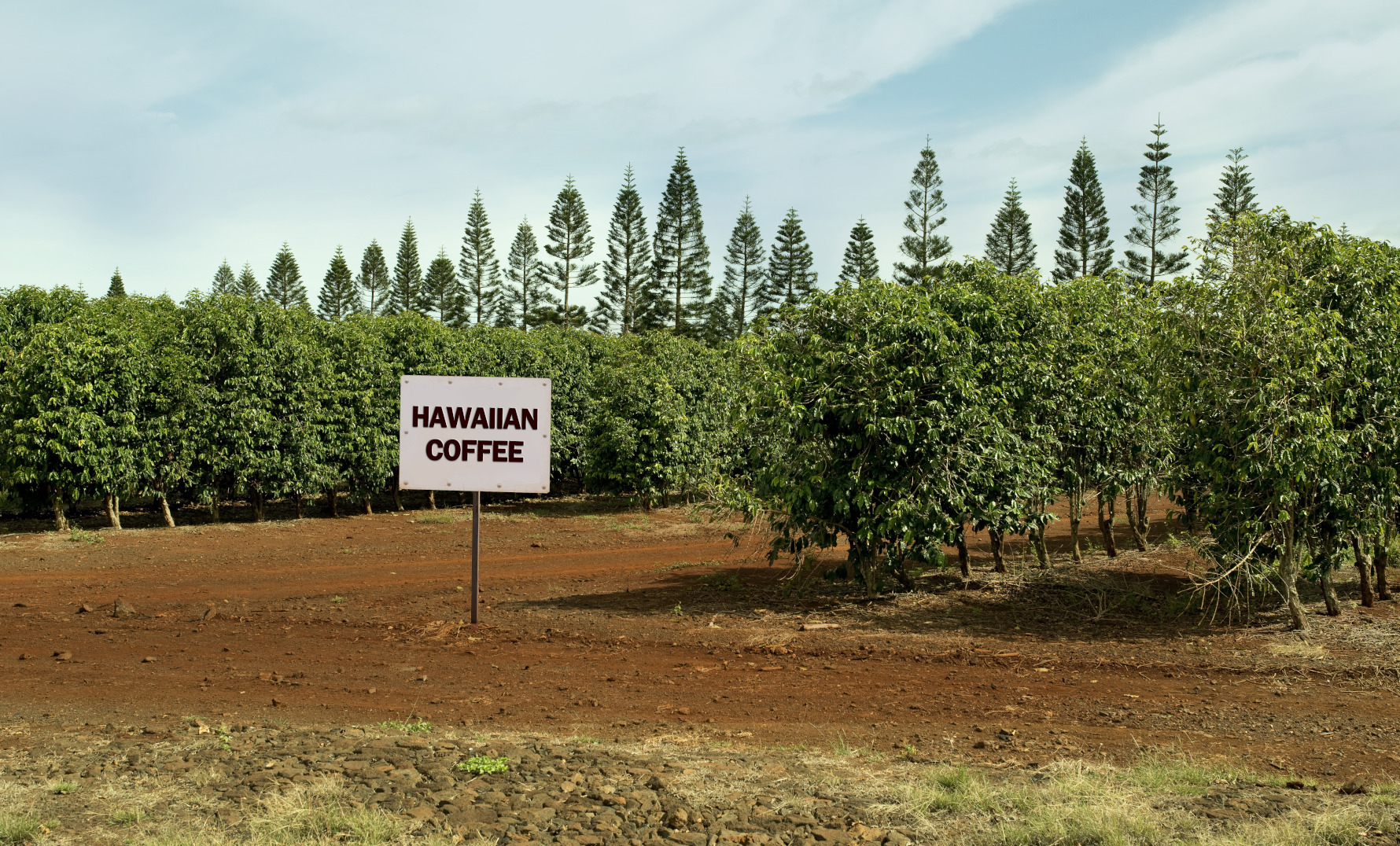 hawaii kona coffee plantation tour